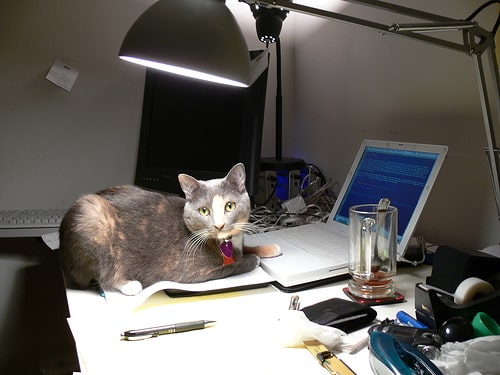 cat on desk