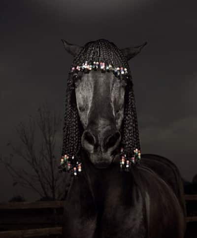 Black Beauty Horse