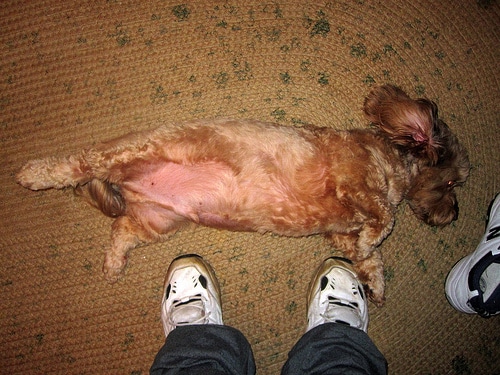 belly rub dog