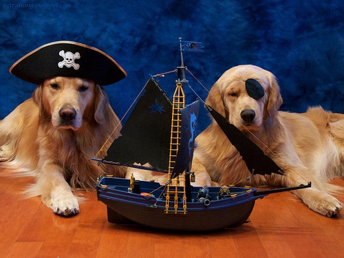 captain dogs
