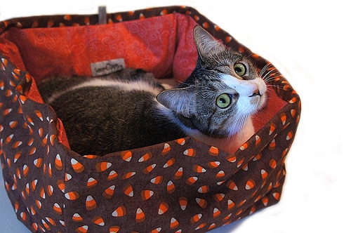 candy corn bed cat