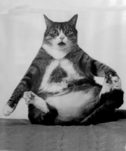 fat-cat-sitting