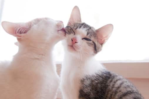 kittens-licking