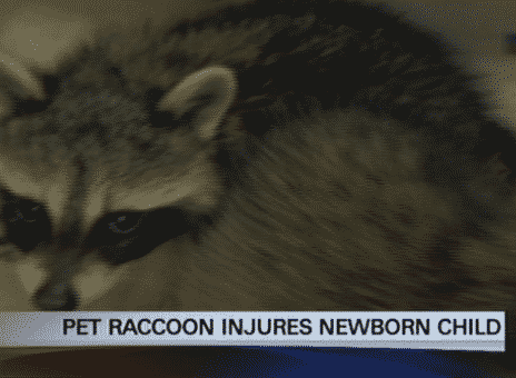 raccoon attacks newborn