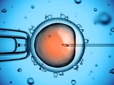 embryo photo up close