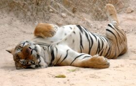 lazy-tiger-mom