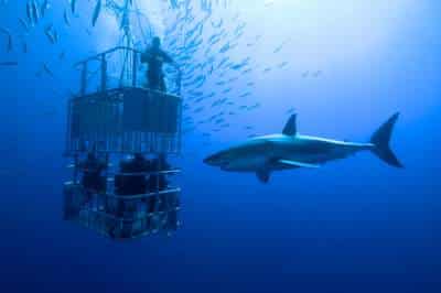 shark diving in cage