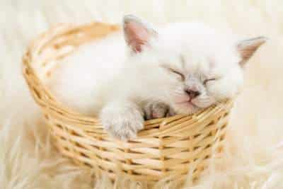 white kitten in a basket