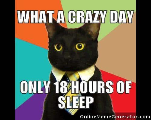 business cat 18 hours of sleep