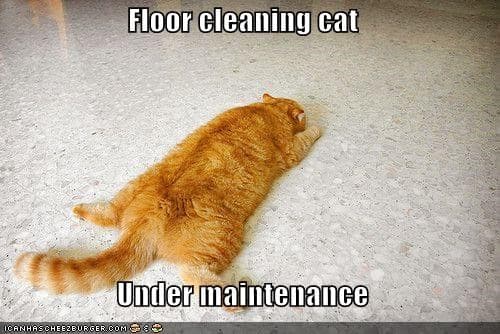 floor cleaning cat
