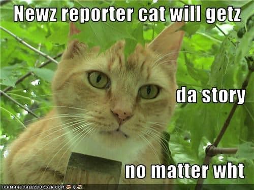 news reporter cat