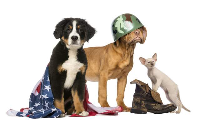 patriotic-pets