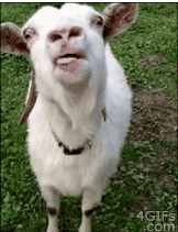 licky goat
