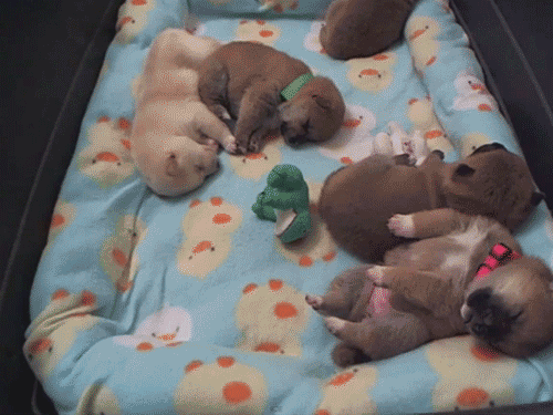 puppies-sleeping
