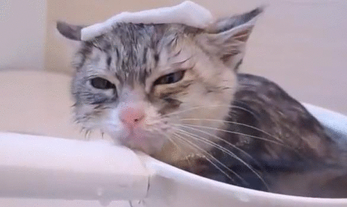 cat bubble bath