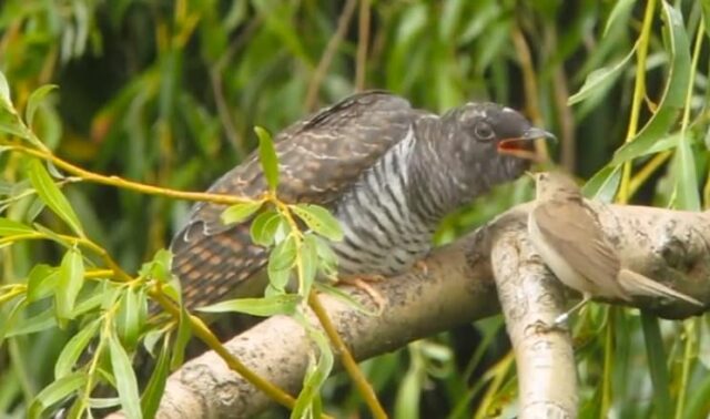 cuckoo baby and warbler
