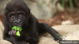baby gorilla eating broccoli