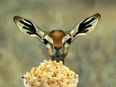 deer-eating-popcorn