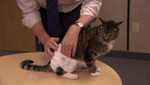 the office cat diaper