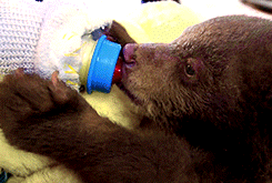 bear drinking bottle
