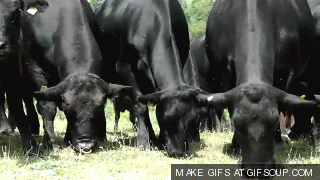 cows-eating-grass-o