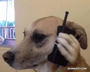 cell phone dog