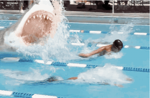 shark chasing swimmers