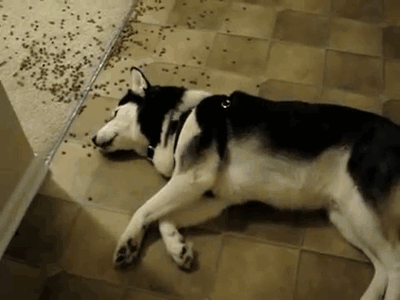 Dog-Lying-on-the-Floor-Eating-Dog-Food