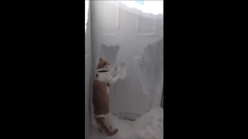 cat trying to escape snowy door