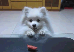 dog begging for food