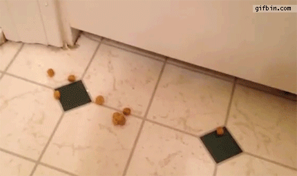 dog food floor