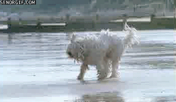 dog shaking off after bath