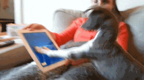dog-playing-with-tablet