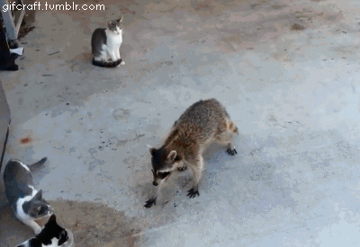 raccoon-stealing-food