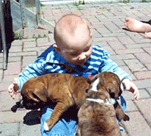 baby hug puppies