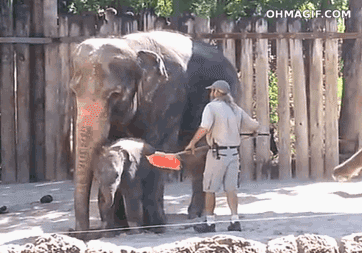 cleaning-elephant-funny