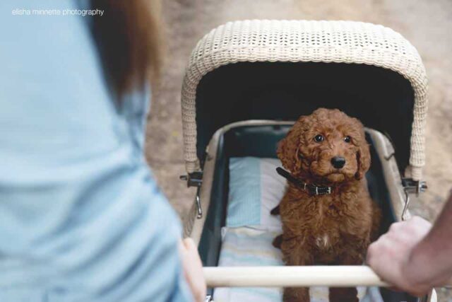 puppy-dog-newborn-baby-photoshoot-4