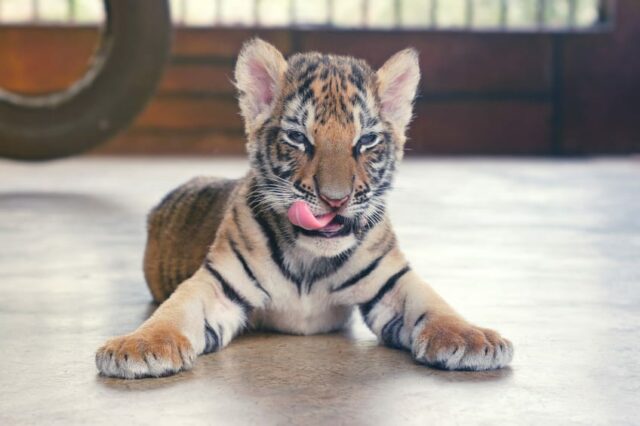 Tiger greedily licked looking at camera.