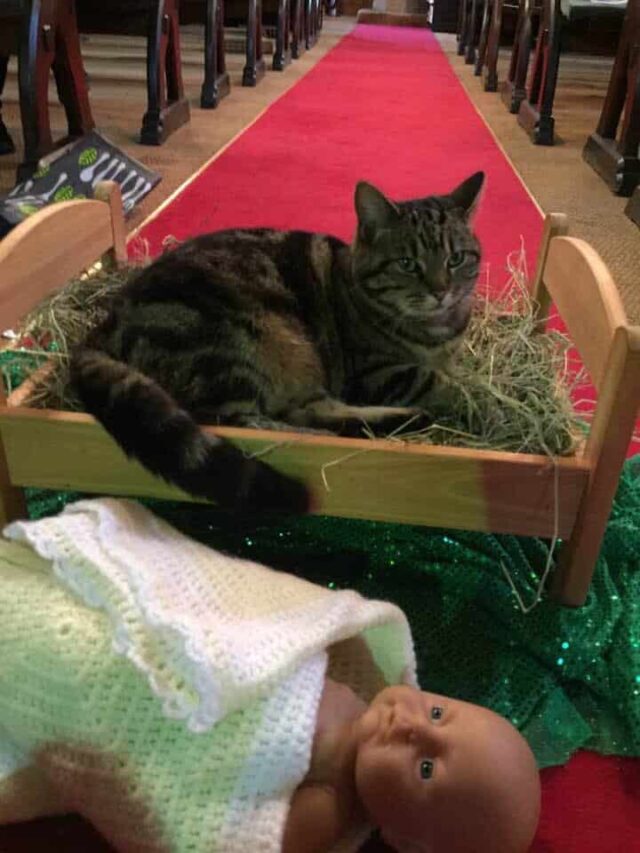 church cat in manger