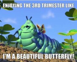 beautiful caterpillar