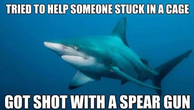 misunderstood shark meme
