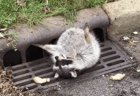 Raccoon stuck in sewer grate