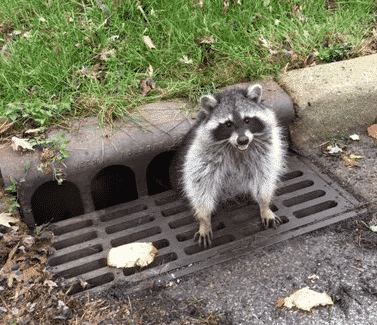 raccoon stuck in sewer grate