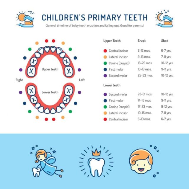 a guide to baby teeth