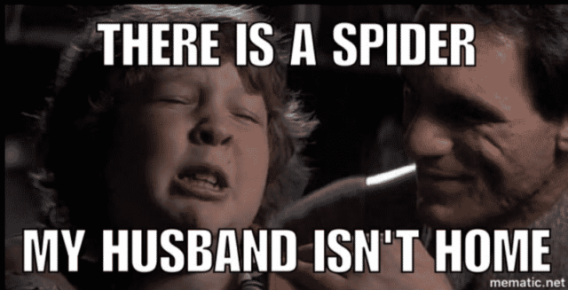 spider, husband, marriage