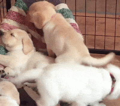 baby dog joins parent dog in bed 