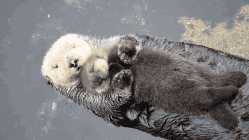 otters co-sleeping 