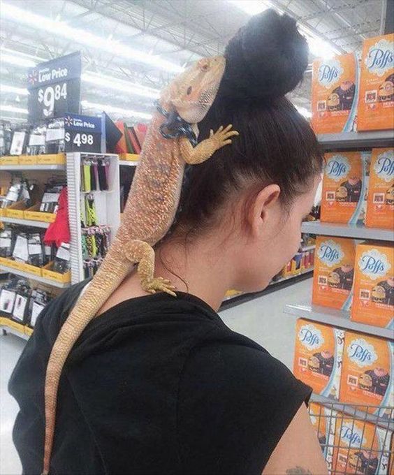 Bizarre Walmart, Lizard