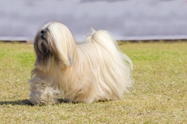 Lhasa Apso dog 